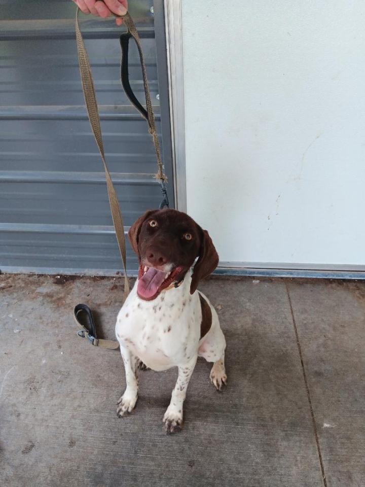 german shorthaired pointer