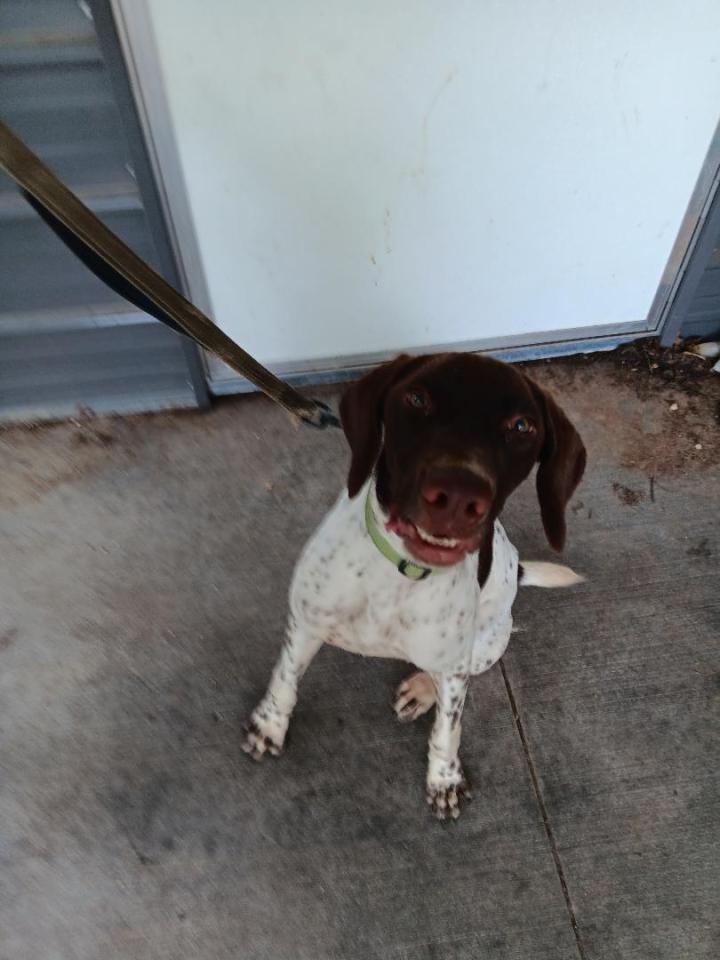 german shorthaired pointer
