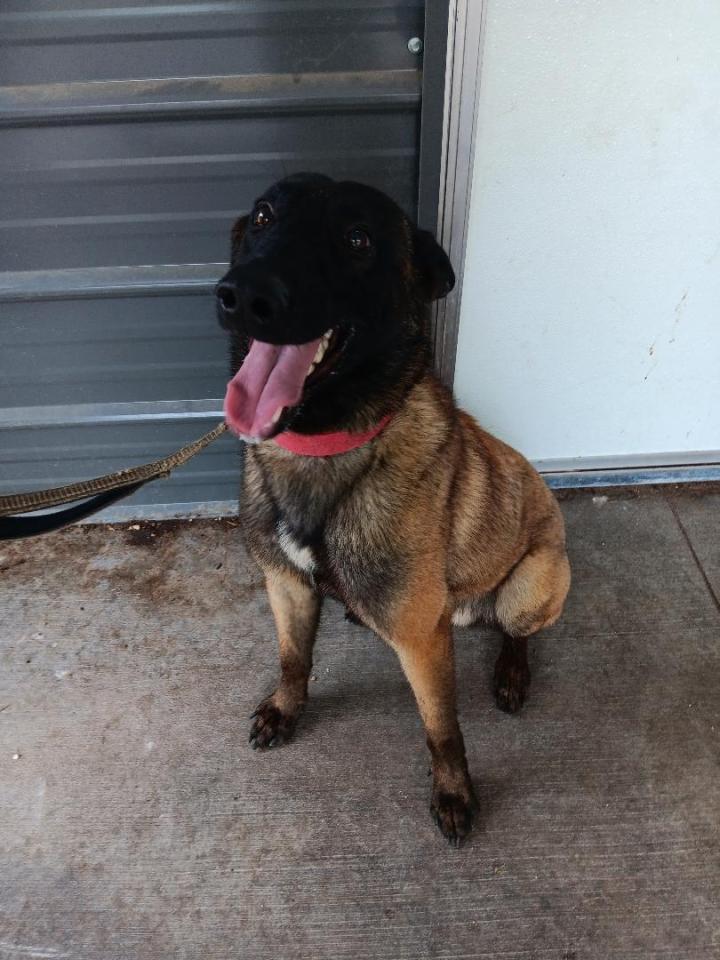 belgian malinois dog